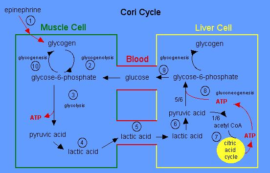 5.3 Starvation During starvation, insulin levels decrease whereas glucagon and cortisol levels increase resulting in a variety of metabolic changes.