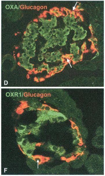 OXA and OXR1 in pancreatic islets Both beta and alpha cells