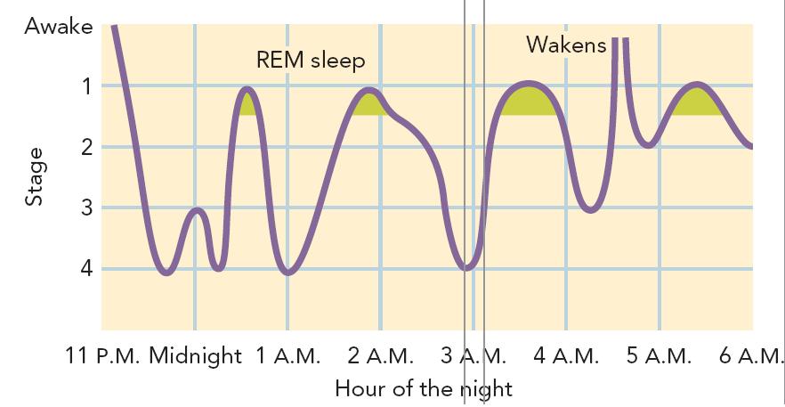 Sleep Stages 1 and 2 Stage 1 Drowsy sleep sudden muscle movements EEG characterized by slow, high-amplitude theta waves Stage 2 Decreased muscle activity No conscious awareness of environment Theta
