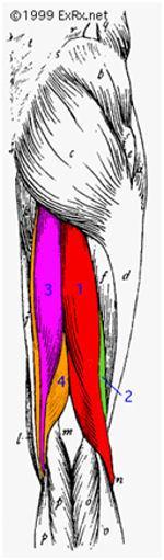 Your subtopic goes here Semimembranosus Ischial tuberosity Medial condyle of the tibia, posterior