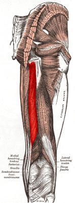 Hip extension, knee flexion tidbit One of the hamstrings Lippert, p291 Your subtopic goes here