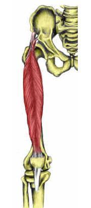 Myology Muscles of the Knee Area Mono-articular Muscle Bi-articular Muscle Anterior Vastus Lateralis Rectus Femoris Posterior Medial Vastus Medialis Vastus Intermedialis Biceps femoris (short)