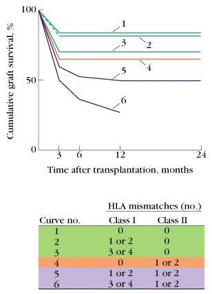 Tissue Matching Effect of HLA class I &