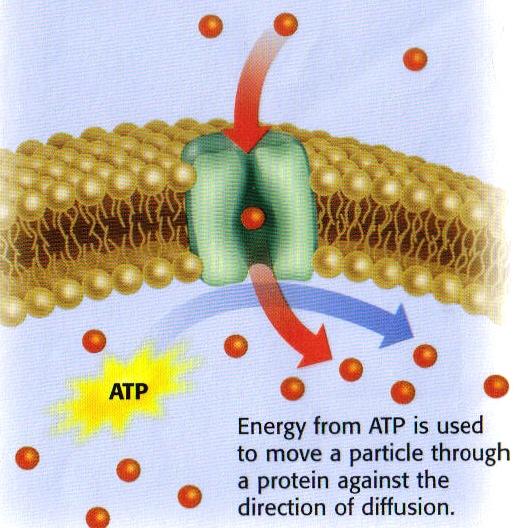 ACTIVE TRANSPORT the movement of substances across the cell membrance from an area of low to an area of high. Cell energy (ATP) is used to move particles through membrane.
