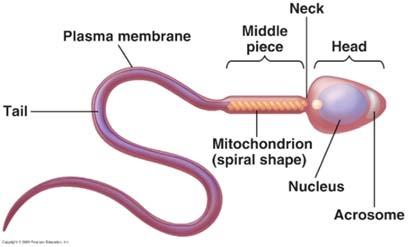 sperm are more viable and neutralizes slight acidity of vagina c. lubricating mucus-rich fluid (contributed by the bulbourethral (owper s) glands ) i. urpose?