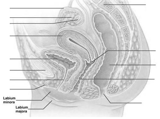 11. Hormone egulation: the hypothalamus has ultimate control of the testes function as it secretes a hormone called gonadotropin releasing hormone (GnH) which stimulates the anterior pituitary to
