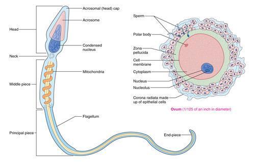 Conception Reproductive process -when the