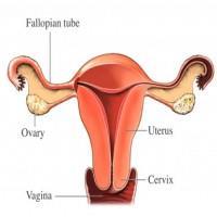 main function of the uterus is to
