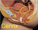 Functions of the female reproductive system Cervix An opening that allows for the passage of menstrual