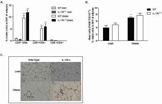 Supplementary Figure 2: Immune cell numbers within adipose tissue of WT and IL-1RI -/- mice.