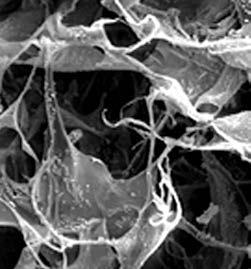 Collagen research suggests that in such scaffolds, endothelial progenitor cells are activated for angiogenesis and the intact Biofunctionality Spongeous Micro-structure was intentionally designed for