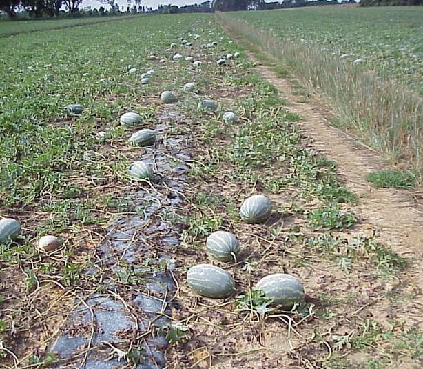 2 Watermelon in the Southeast United States are grown either on bare ground or in plastic mulch (Figure 1). Watermelon production faces many challenges in Georgia.