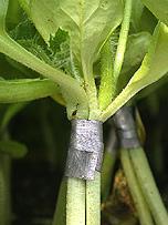 Grafting Grafting seedless watermelons onto squash or gourd rootstocks that are resistant to FON has gained importance throughout watermelon growing regions around the world (Figure 8).