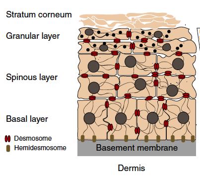 Major adhesion complexes in epidermis and other stratified epithelia as disease targets of autoimmune bullous disease