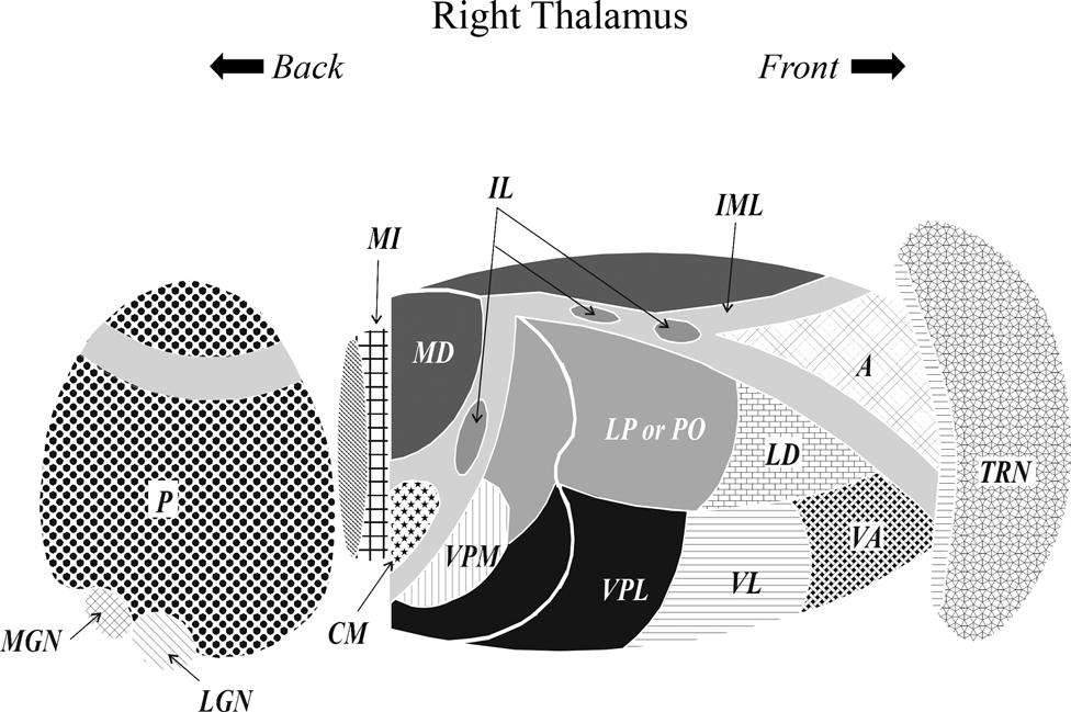 Chapter 10 Thalamocortical Relations S. MURRAY SHERMAN The thalamus is a paired structure joined at the midline and located at the center of the brain (Figure 10.1 ).