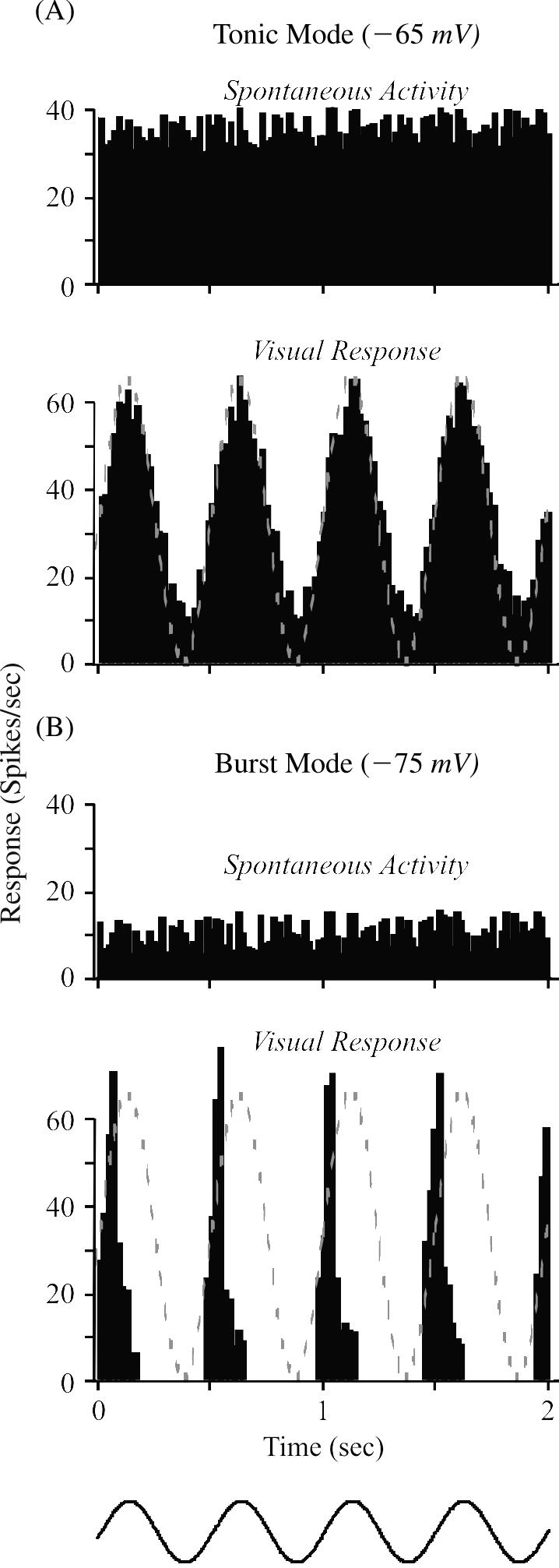 Cell Properties of Thalamic Relay Neurons 207 directly evoked by an appropriate, suprathreshold depolarizing stimulus (e.g., an EPSP), and so a larger EPSP will evoke more firing.