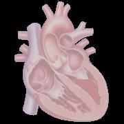 HF Low cardiac output Arterial underfilling Sympathetic Nervous System RAAS