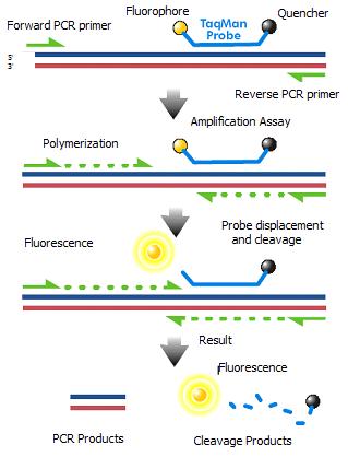 Real-time Quantitative Polymerase Chain Reaction (TaqMan) Amplify and quantify TREC DNA Amplify and