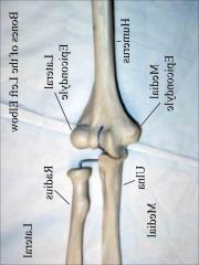 the elbow Components of Elbow Complex 3 joints enclosed in ONLY one joint capsule humeroradial joint L proximal radioulnar joint radius humerus M humeroulnar joint ulna Joint Motions at Elbow