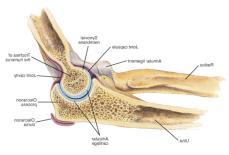 Posterior View of Distal Humerus Lateral View of Humeroulnar Joint medial epicondyle olecranon fossa lateral epicondyle olecranon fossa humerus coronoid fossa coronoid process ulna trochlea