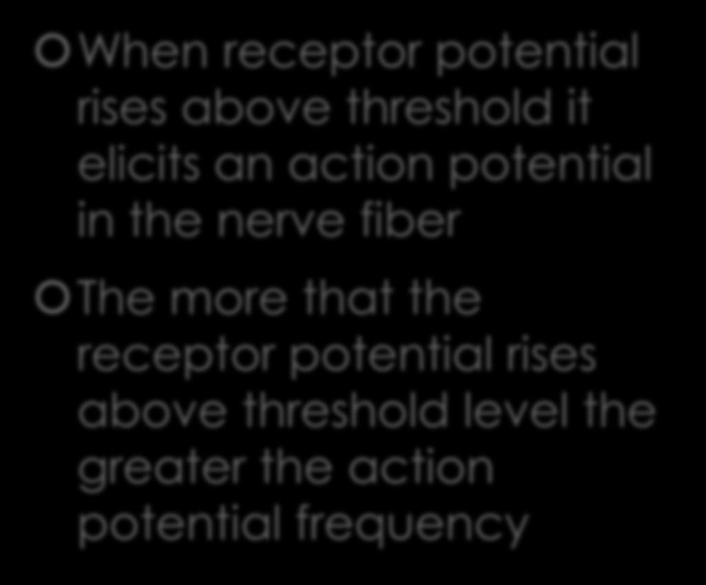 the receptor potential rises above