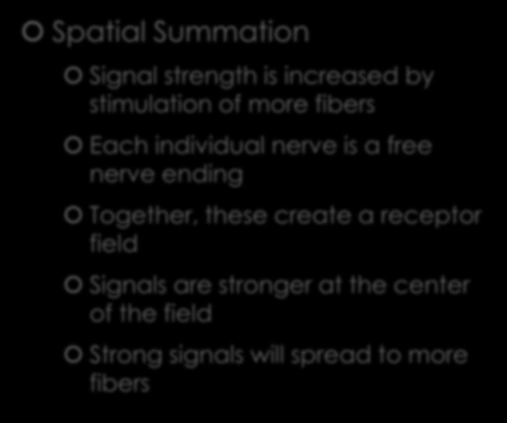 Signal Transduction in Nerves Spatial Summation Signal strength is increased by