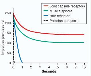 receptors, showing rapid adaption