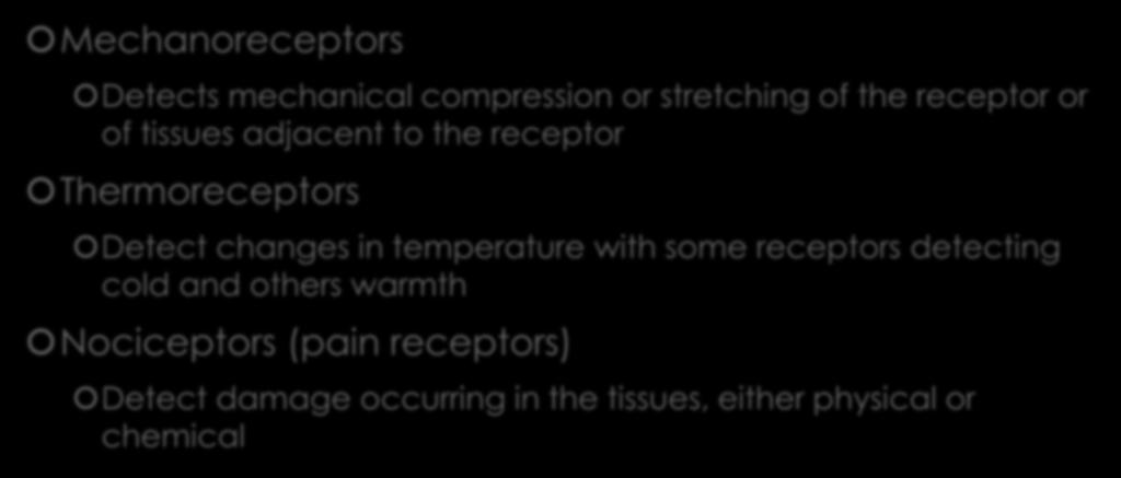 Types of Receptors Mechanoreceptors Detects mechanical compression or stretching of the receptor or of tissues adjacent to the receptor Thermoreceptors Detect