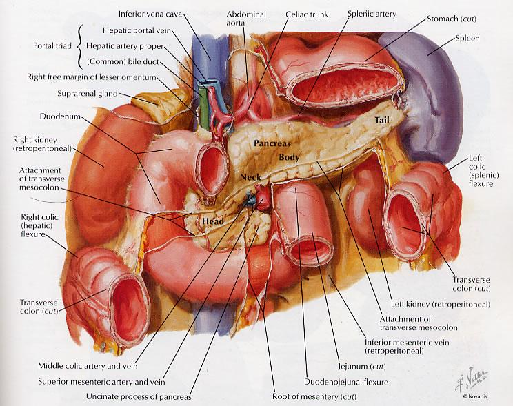 The Pancreas: Anatomy Retroperitoneal Hidden Virtually impossible to palpate Radiographic studies allow