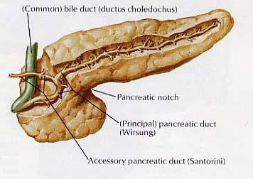 The Pancreas: Ductal Anatomy Pancreatic ductal system forms from dorsal and ventral buds Wirsung and Santorini named after fusion