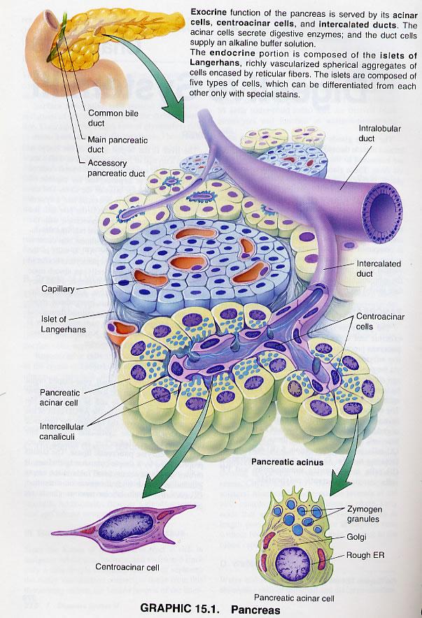 The Pancreas: Histology Large reservoir of both endocrine and exocrine function.