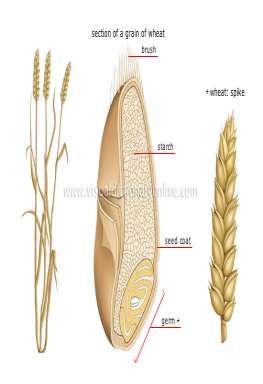 wheat,