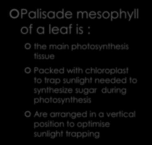 Palisade mesophyll of a leaf is :