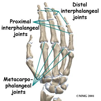 ) The IP joints of the fingers work like hinge joints when you bend and straighten your hand.