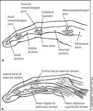 ANATOMY OF THE FINGER Am Fam Physician 2001; 63: 1961-6. Am Fam Physician 2006; 73: 810-6, 823.