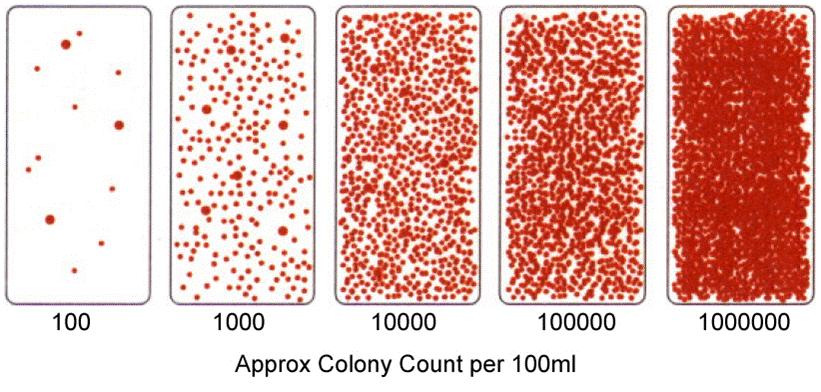 Counts <1000 Count colonies TVC/TCC Count = Count x 2.5 Colony Counts >1000 Use chart TVC/TCC Count = Count x 2.