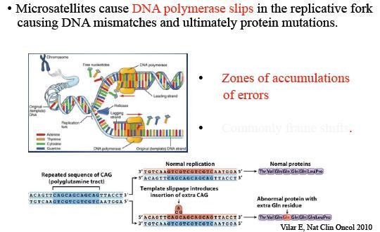 MSI-H Microsatellites are tandem repeats of 1 to >10 nucleotides scattered throughout the genome Are particularly prone to DNA replication errors (DNA polymerases errors) Microsatellites sequences