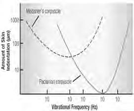 Perceiving Vibration Pacinian and Meissner corpuscles are primarily responsible for sensing vibration FA fibres associated with them respond best to low (Meissner) and high (Pacinian) rates of