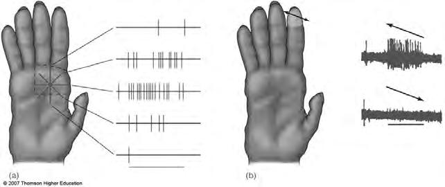 vision) 105 105 Patterns of Firing In Mechanoreceptors Signals Object Shape 1. Response of SA1 fibers in fingertip to touching a highcurvature stimulus.