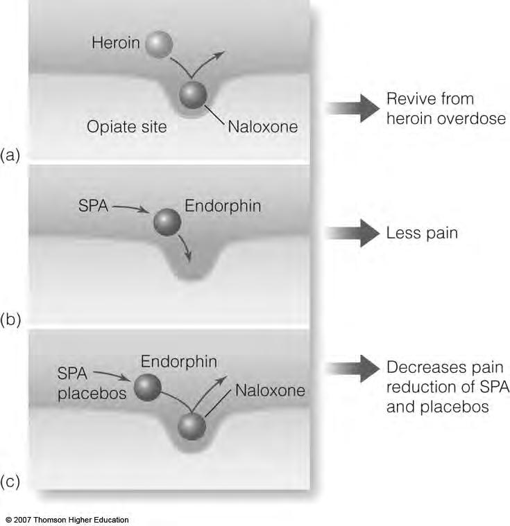 Opioids and Pain A number of endogenous and exogenous chemicals called opioids can reduce pain Endogenous opioids are called endorphins, these are released by Painful experiences Pleasurable/relaxing