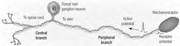 From Skin to Spine When appropriately stimulated, mechanoreceptors produce action potentials These are transmitted to the spine by dorsal root ganglion neurones, a type of bipolar neurone DRG