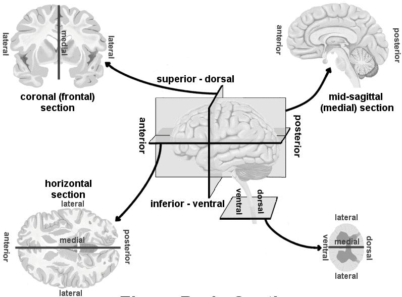 Review: Anatomical Directions in the Brain & Spine Questions? What is a receptive field?