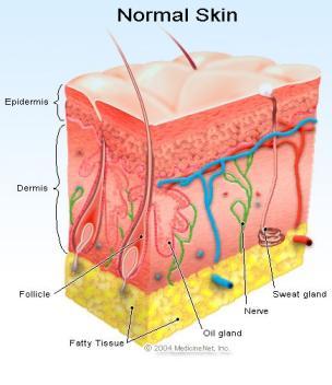 dermis during inflammation, infection, allergy or burns Dermis Thicker inner layer that contains: Connective tissue Blood vessels Nerve endings