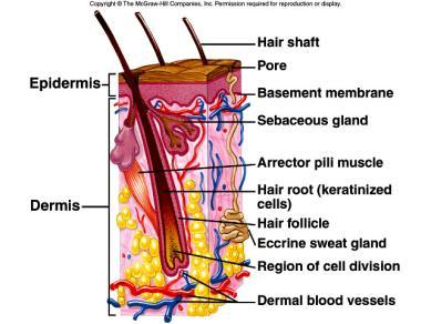 receptors close to the surface Pressure receptors are deeper Subcutaneous Layer Also called the hypodermis Lies under the dermis (not really part