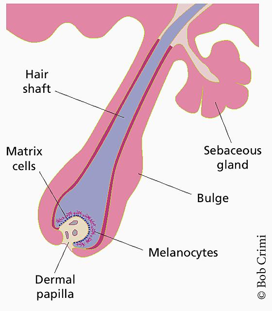 Hair Almost everywhere on the body Length, thickness, type and color varies Outer layer = CORTEX Inner layer = MEDULLA Part under the skin = ROOT Part outside the skin = SHAFT FOLLICLE = pocket in