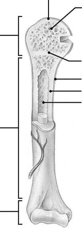 Skeletal System (Ch 5) Identify major bones Identify internal bone structures Bone cells (osteocyte, osteoblast, osteoclast)
