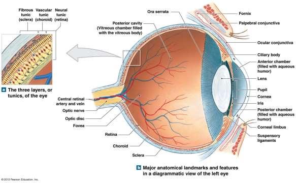 Vision The Eyes consist of: Anterior cavity Posterior cavity