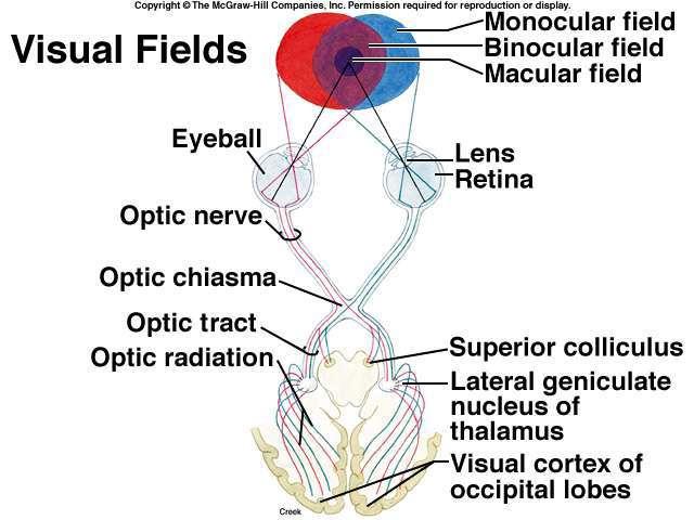 Visual Field and Visual Pathway Optic nerves converge at optic chiasma half of the retina signal crosses to opposite side Optic tract continues