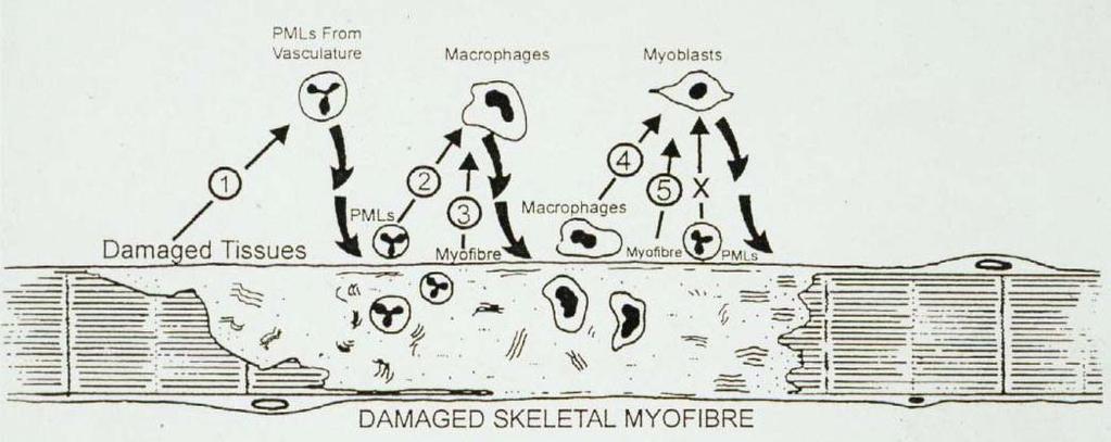 Chemotactic pathways after muscle damage PMLs from vasculature macrophages myoblasts DAMAGED SKELETAL