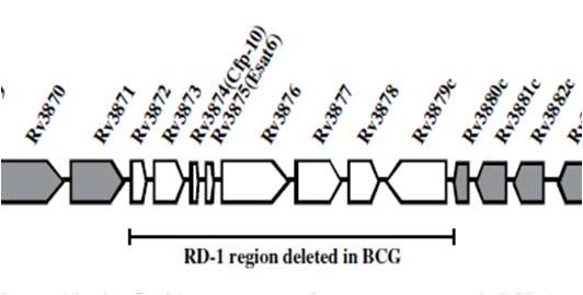 Difference 1 (RD-1) Not found in BCG or most NTM NTM exceptions: M. kansasii, M. szulgai, M.